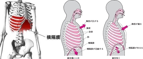 横隔膜.jpg